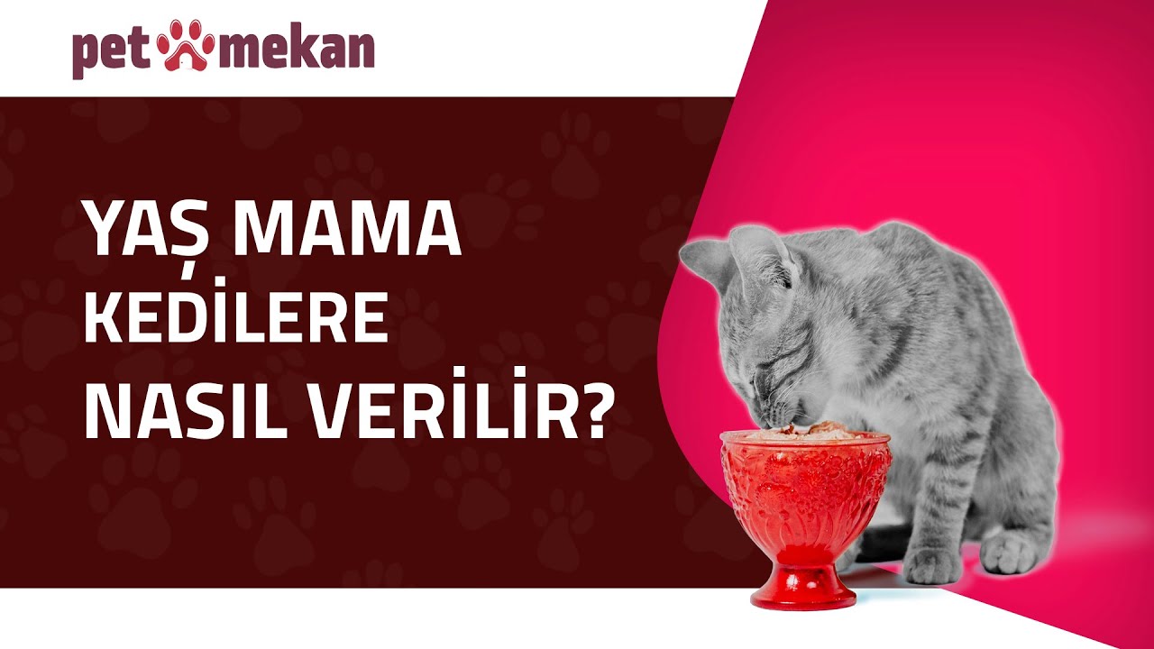 Kediler ve Yaş Mama: Bilinmesi Gerekenler! 🐱🥫#KediMaması #YaşMama #KediBakımı #kedi #kediler