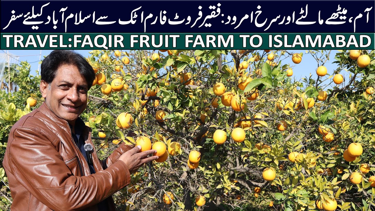 Peak Citrus Season at Faqir Fruit Farm 🍊 | Attock to Islamabad Travel via M-1 Motorway