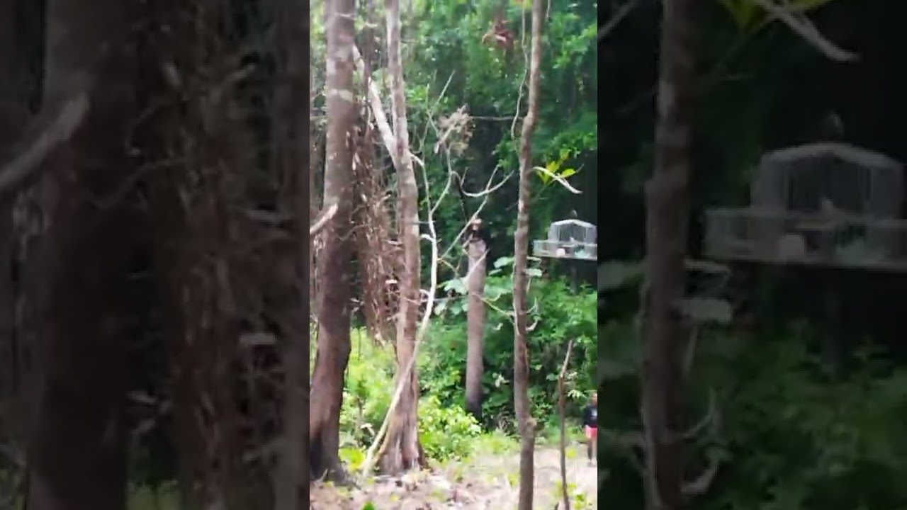 agarrando tucero basto