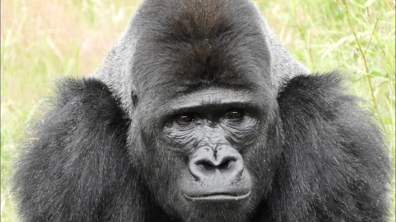 Gorillas Port Lympne Wild Animal Park