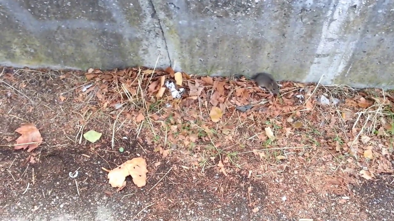 Attaqué par un bébé rat.