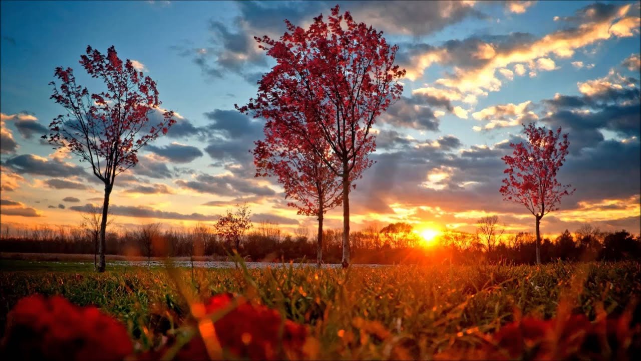 Otokaze - Mallow Flower [HD]