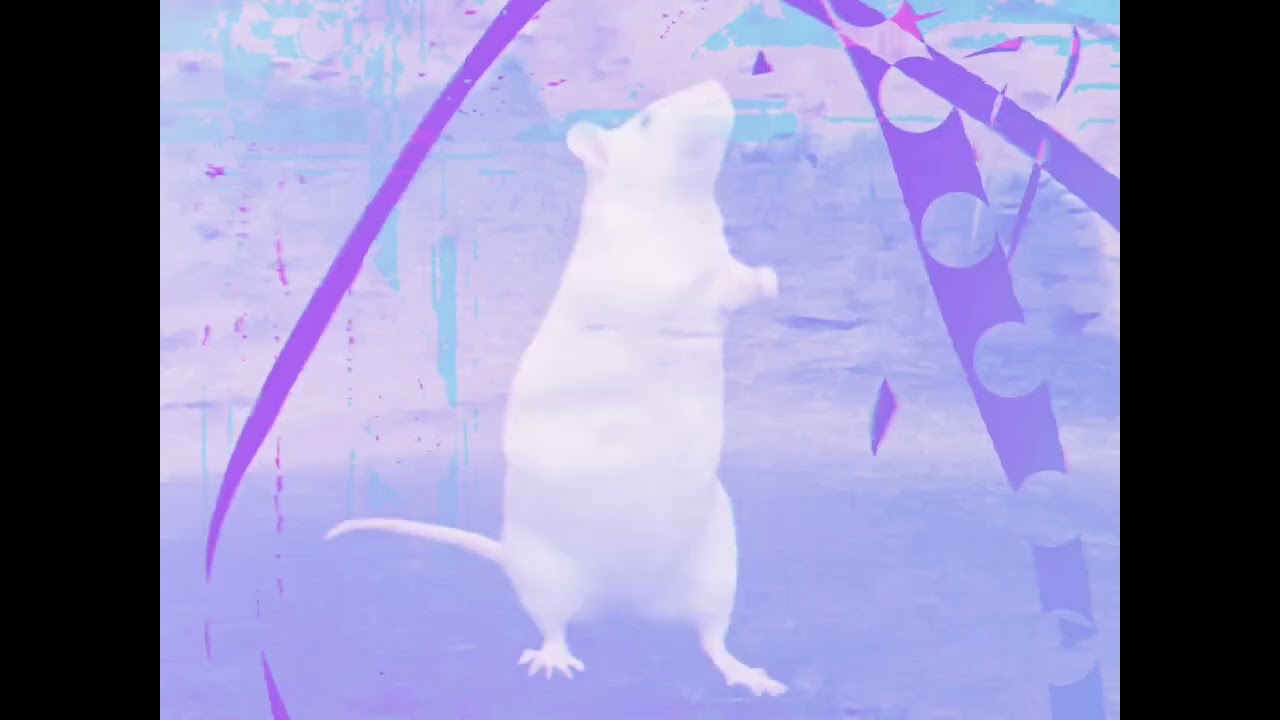 The Way You Make Me Rat