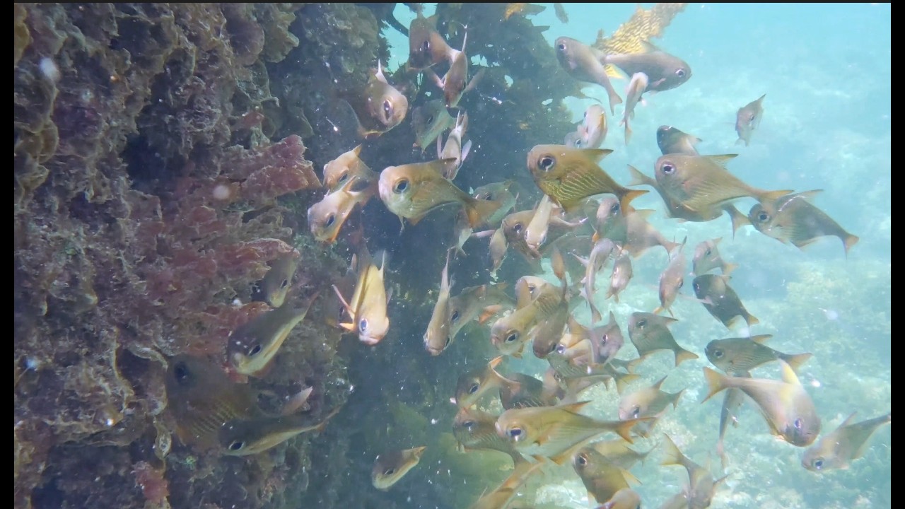 Snorkelling Rottnest Island 🐠🌊 | Turquoise Water & Marine Life | Daisy Dives
