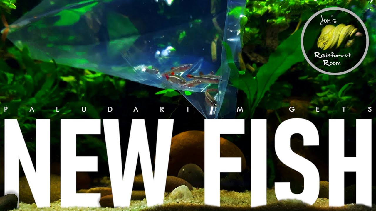 Blue Dream Shrimp & White Cloud Mountain Minnows Added To The Fire Belly Toad Paludarium