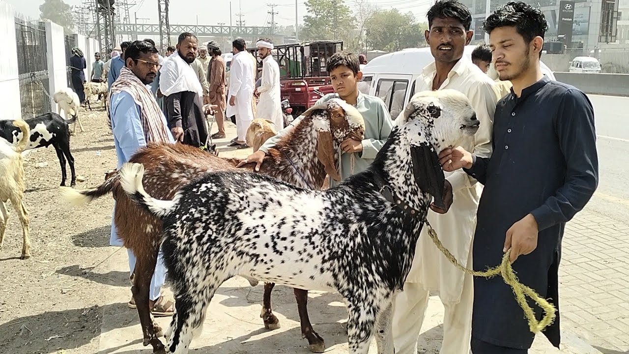 Wednesday update Lahore Mandi qurbani 2025 ke janwar shauk wale bakre 23 April big shauk🐑