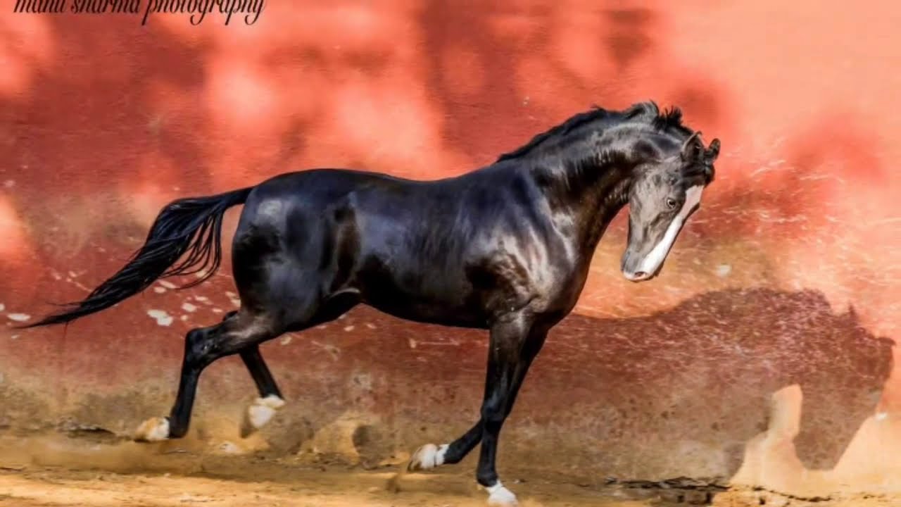 Marwari Stallion Golden Star - At Royalty Stud Farm Panvel (Mumbai) !!