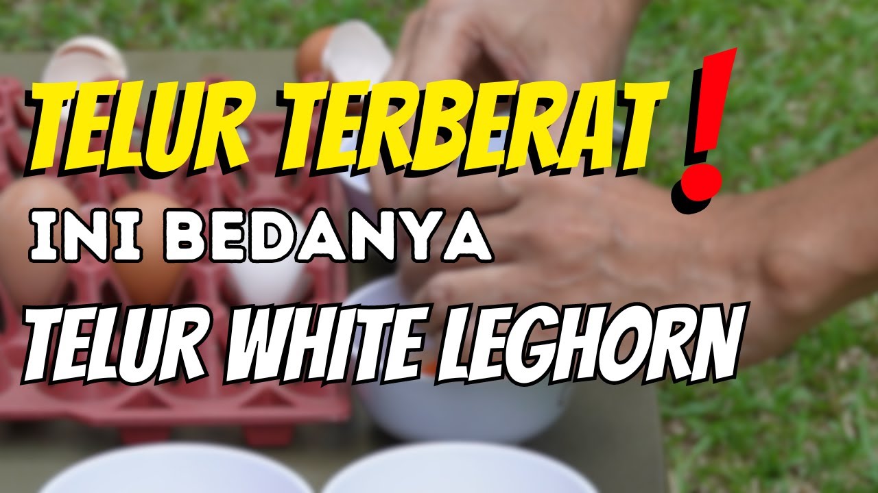 APA BEDANYA ❓REVIEW TELUR AYAM WHITE LEGHORN 🥚🐔💯💰