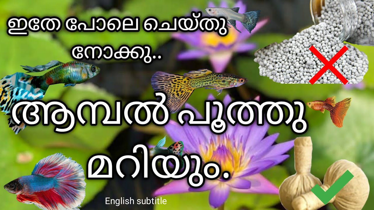 WATER LILLY FLOWERING IN MALAYALAM 【english subtitle】