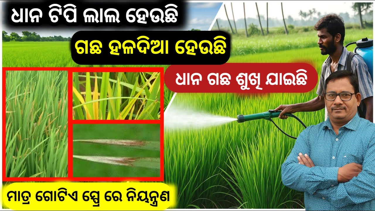 Bacterial Leaf Blight Paddy ଧାନ ଟିପି ଲାଲ ହେବା ପତ୍ର ହଳଦିଆ ଓ ପଡିଯିବା ଗୋଟିଏ ସ୍ପ୍ରେ ରେ ନିୟନ୍ତ୍ରଣ