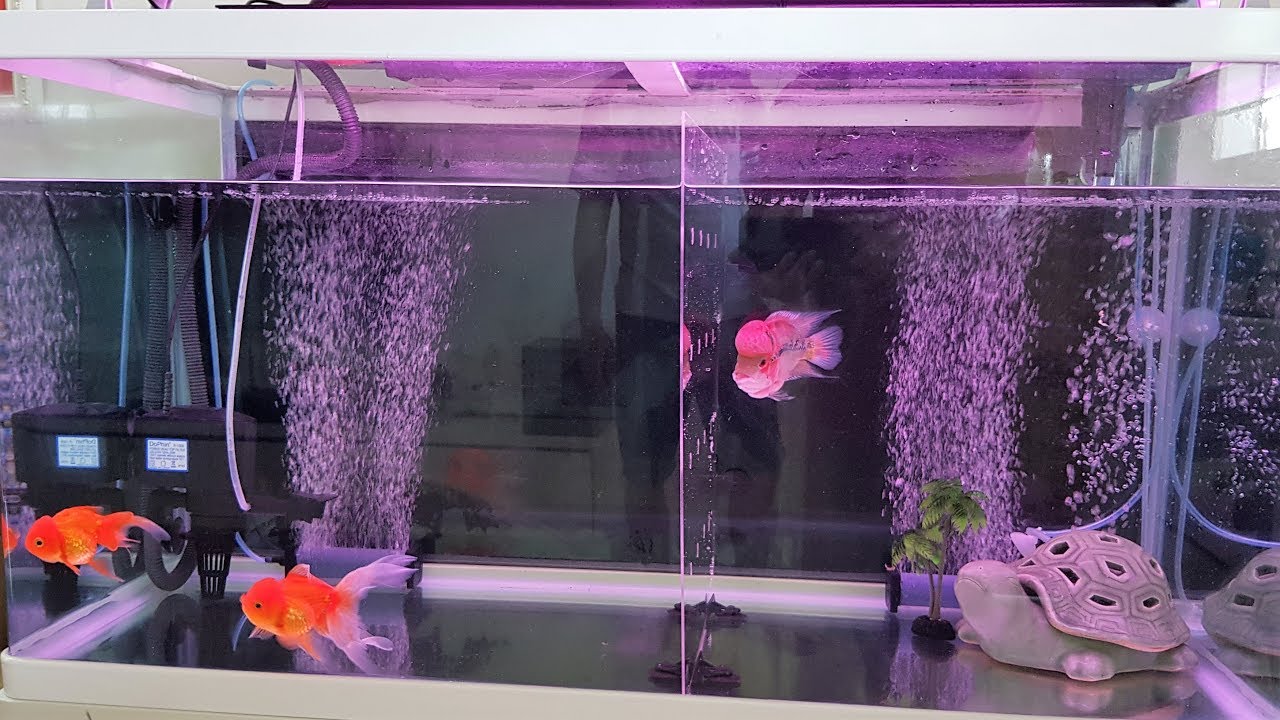 LIOW VIDEO: Temporary tank for my Flowerhorn 花罗汉鱼换缸 (Music: Anna Koh)