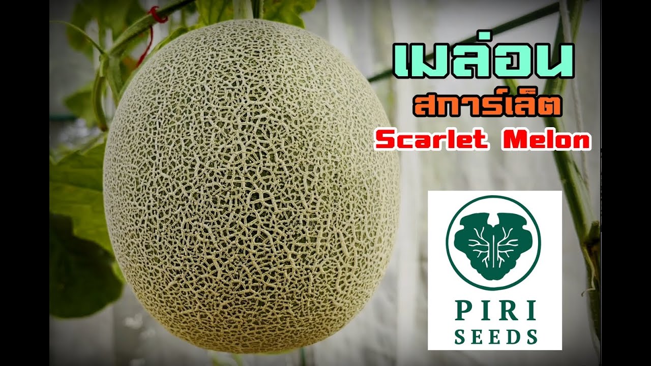 รีวิวเมล่อนสกาเล็ต Scarlet Melon