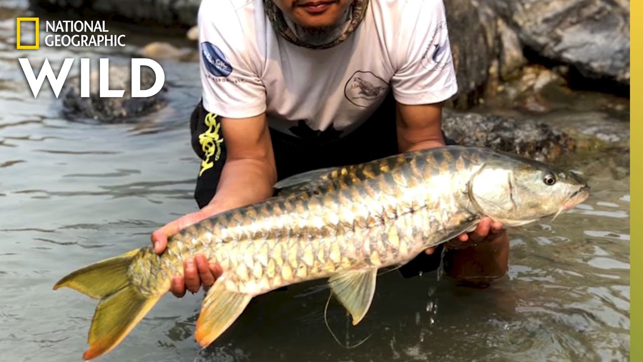 This Sacred Golden Fish Thrives in Bhutan | Nat Geo Wild