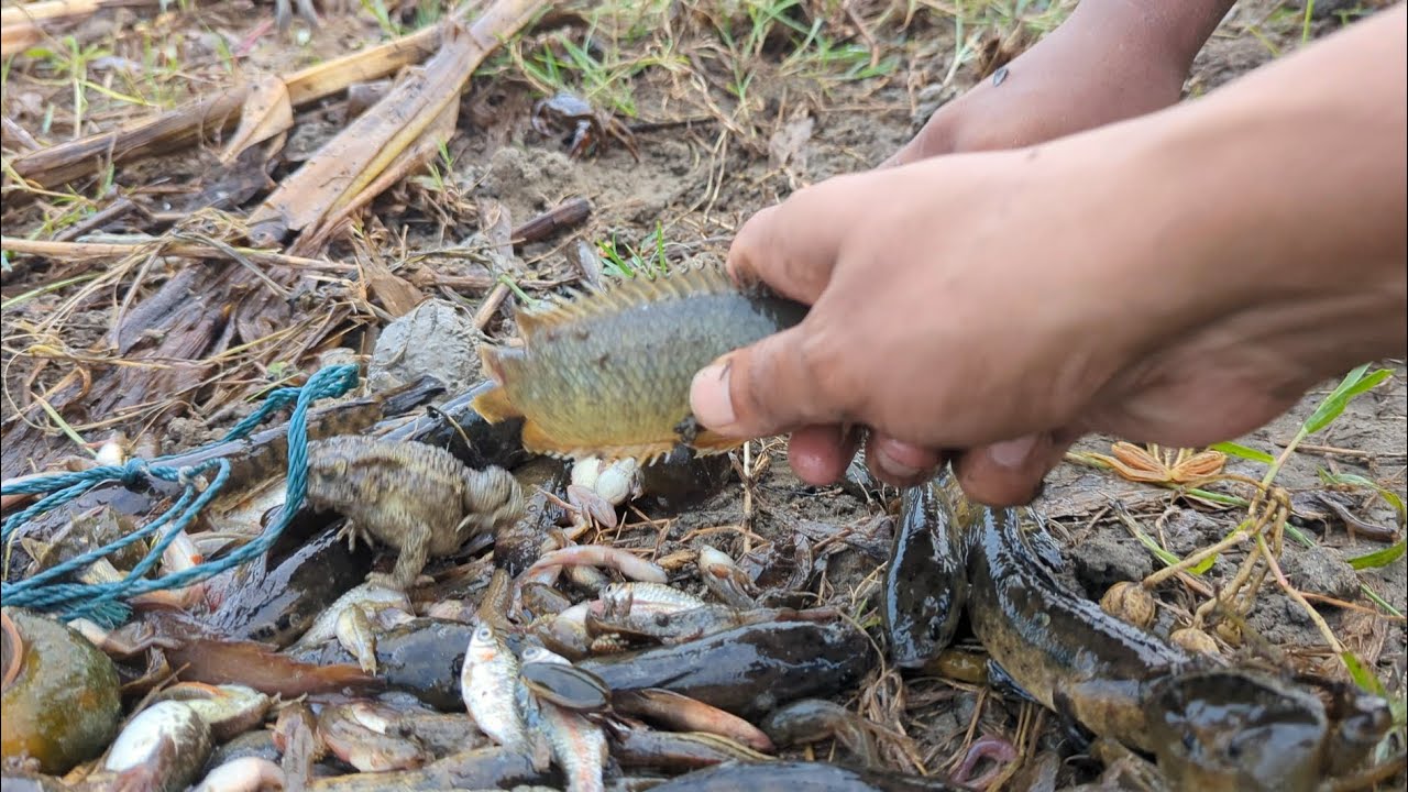 বিলের নতুন পানিতে মাছ ধরার মজাই আলাদা!#water #বিলের #fishing #village #natural #catchingfish