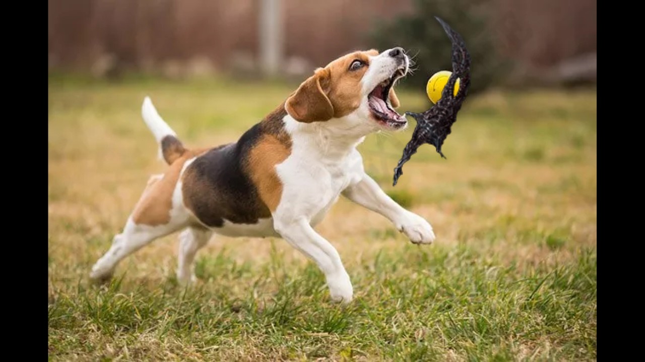 (Elden Ring) if you know...