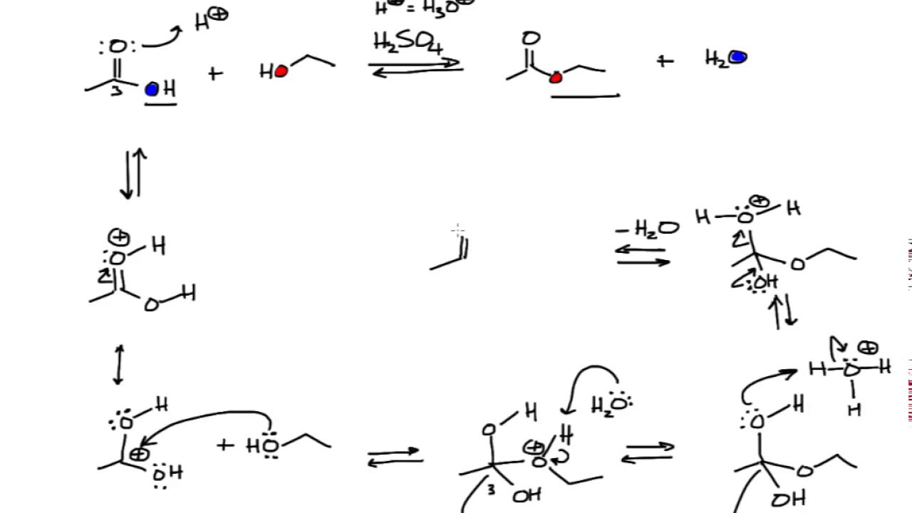 Mechanism of the Fischer Esterification in Organic Chemistry
