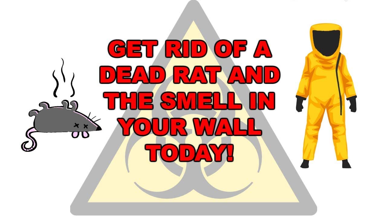 How to get rid of dead rat smell in the wall