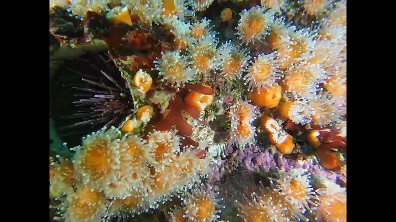 McAbee Beach Pinnacle, Monterey Bay December 21st, 2025