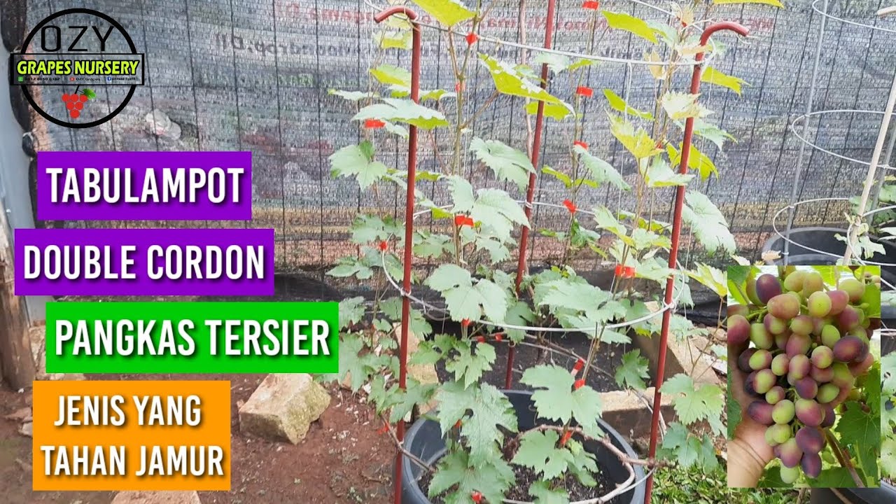TABULAMPOT ANGGUR 2 SEKUNDER ( DOUBLE CORDON )