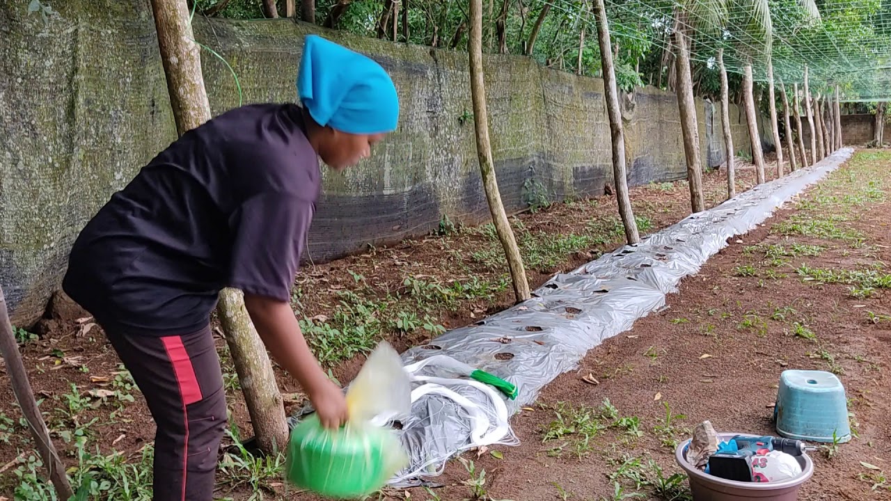 Cara-cara Pemasangan Jaring Timun.