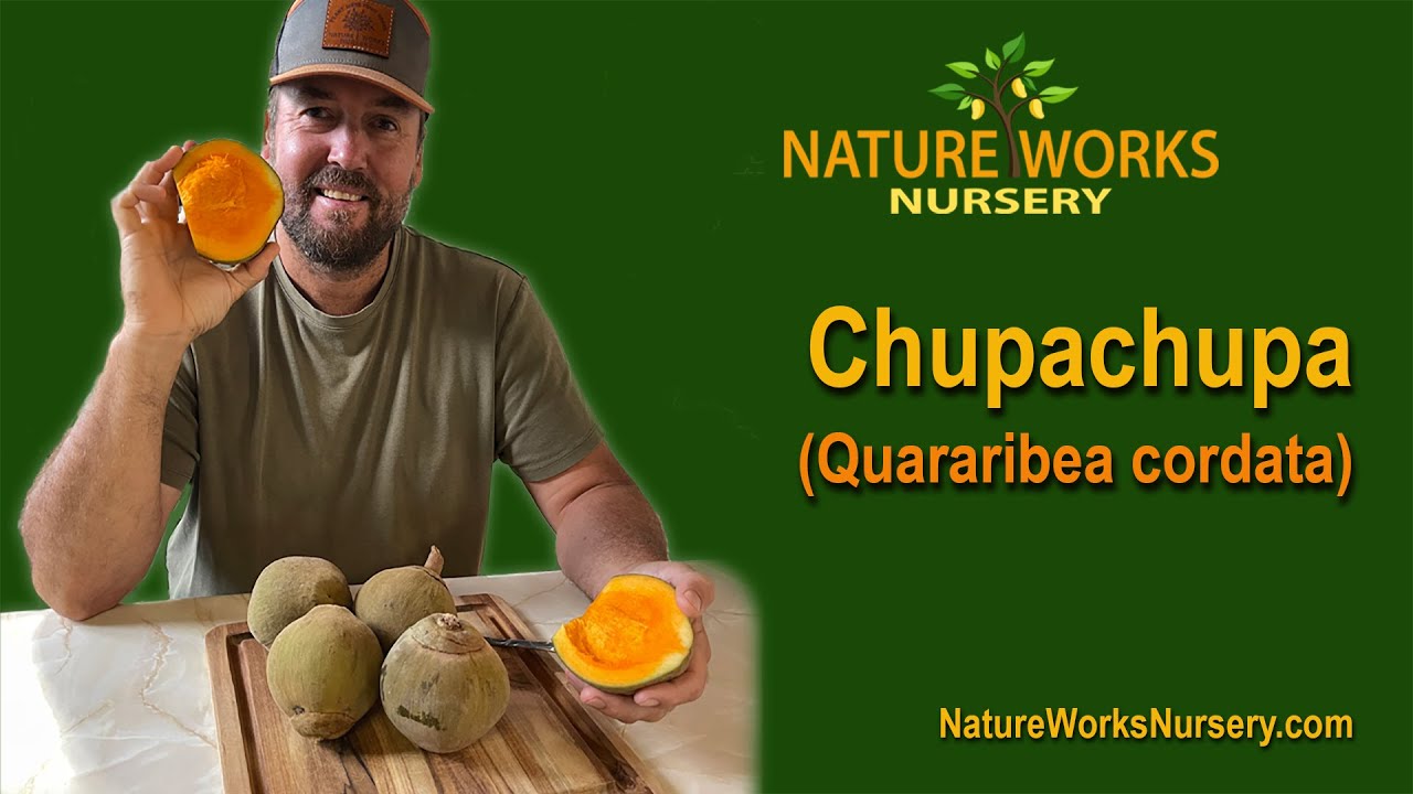 Chupachupa Fruit in Maui, Hawaii