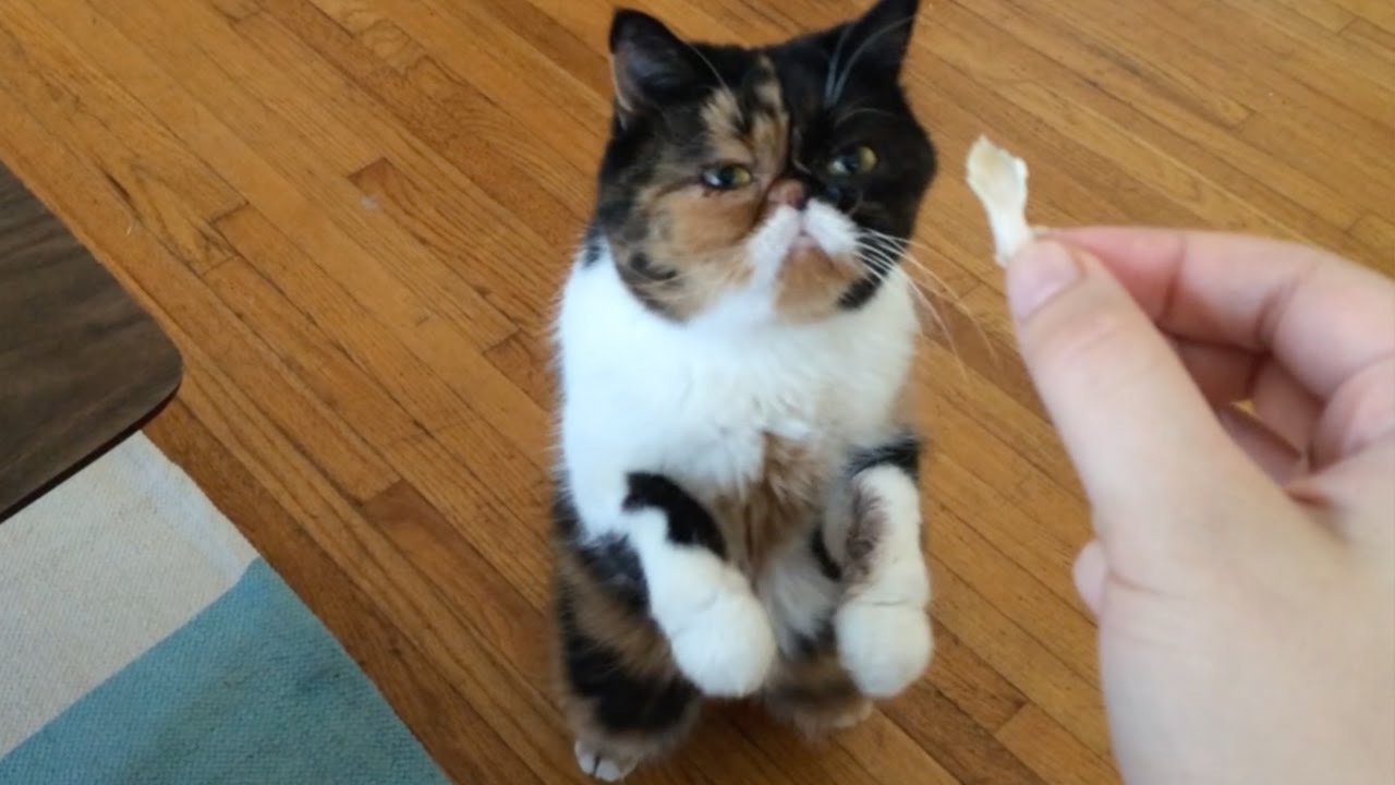 Exotic Shorthair Cat Does Tricks for Chicken