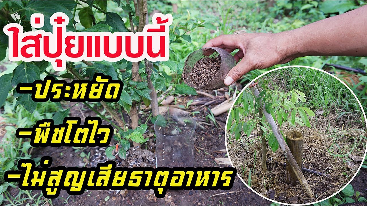 ใส่ปุ๋ยแบบนี้ บอกได้เลยว่าประหยัดสุด! พืชโตไว! ไม่สูญเสียธาตุอาหาร