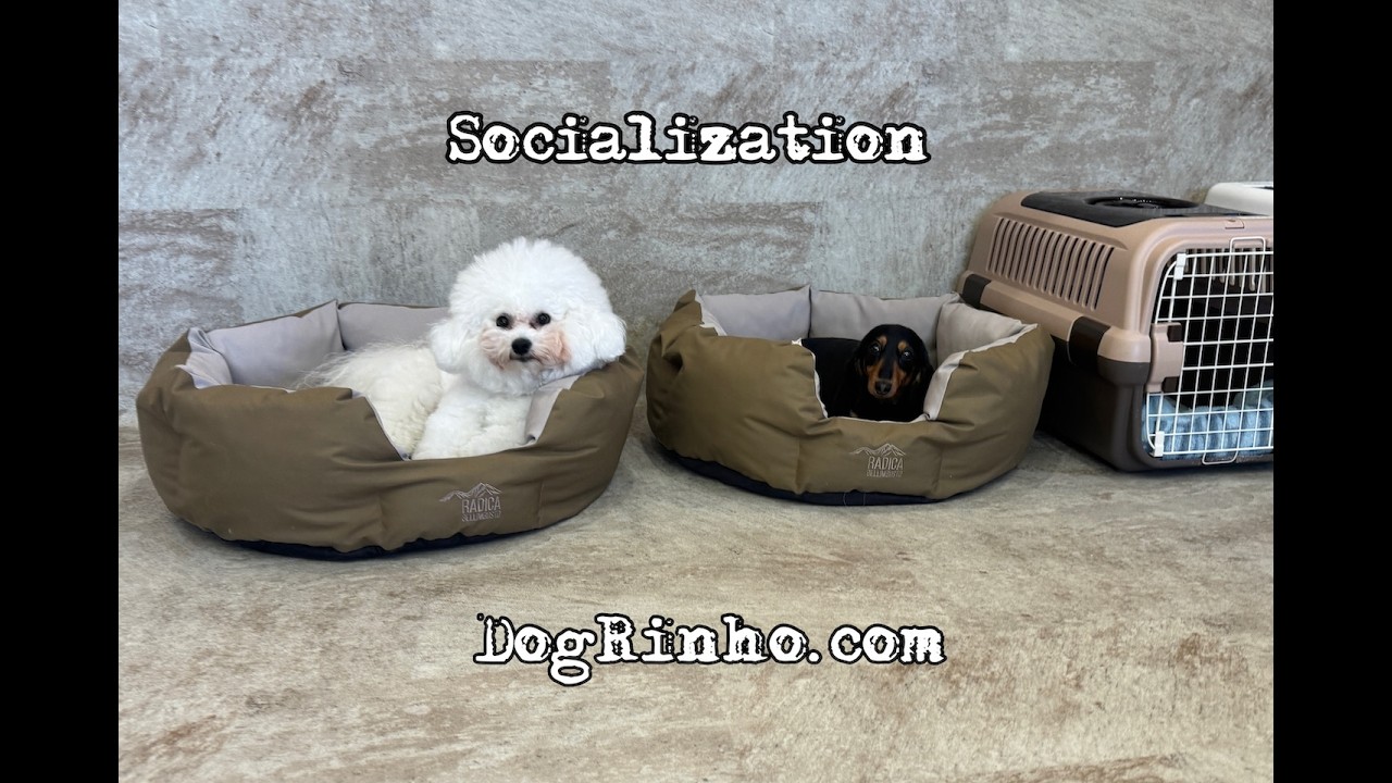 Dog daycare in Japan DogRinho 犬の保育園　20260228