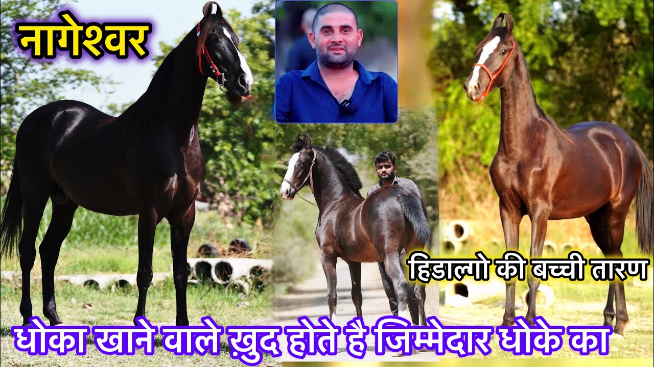 रोहटगढ़ में जन्मा नागेश्वर सारंग का बेटा मेहसाणा में कर रहा है ब्रीडिंग में धमाल 