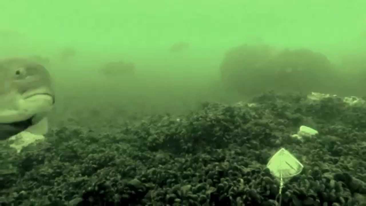 Black fish underwater video from party boat Jets Sheepshead Bay NY summer 2013