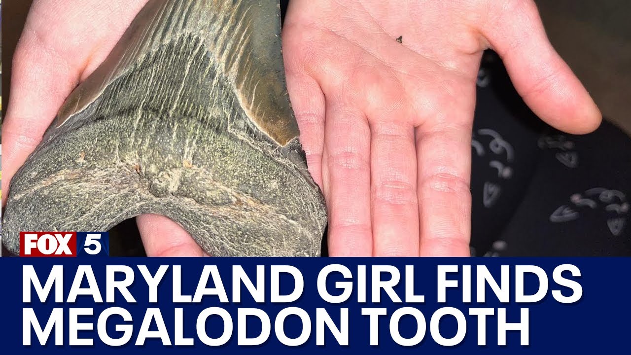 Maryland girl finds Megalodon tooth along Calvert County beach | FOX 5 DC