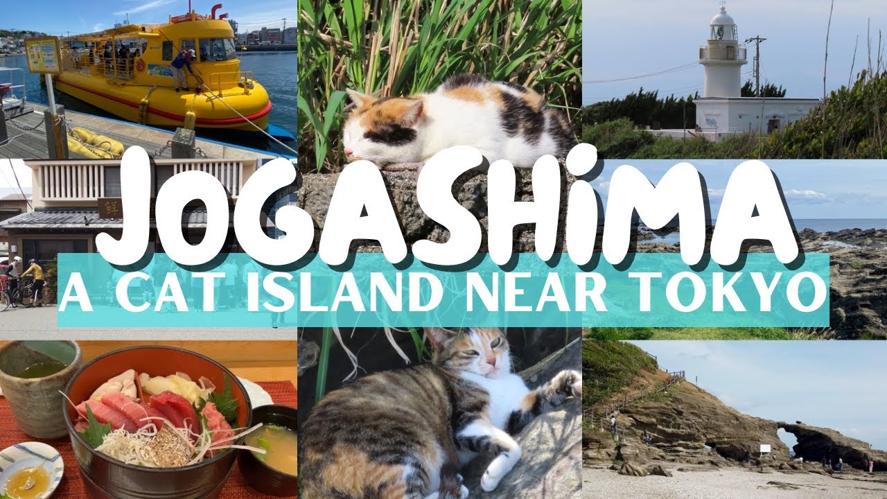 LIVING IN JAPAN 034 | Jogashima Island | Cat Island Near Tokyo | Misaki Port | Tokyo Day Trip
