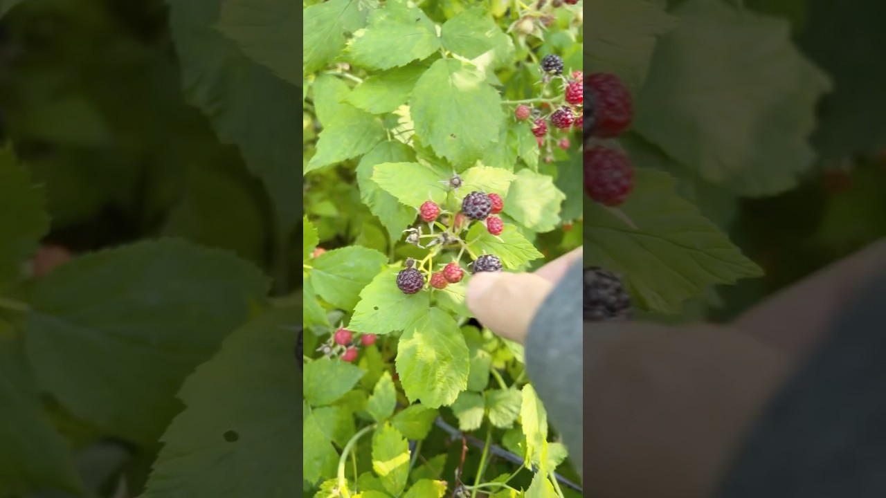 It's That Time of Year! Backyard Wild Black Raspberry Picking  #backyard  #harvest #asmr