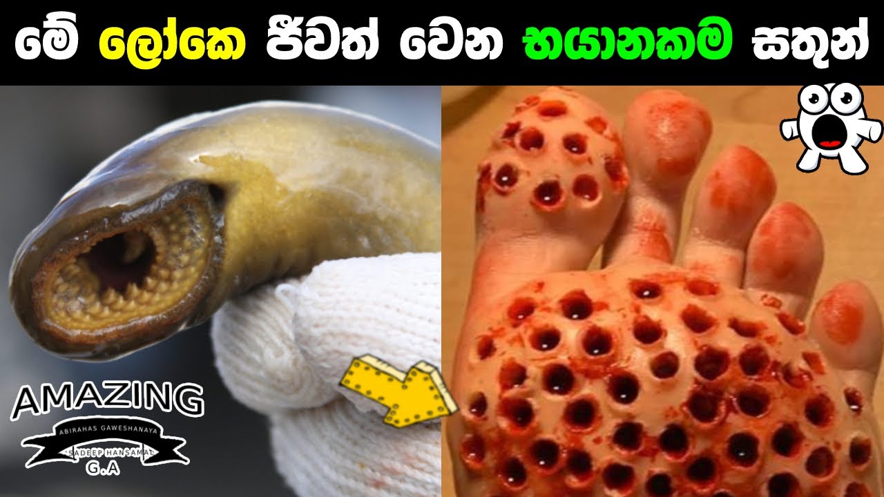 මේ ලෝකයේ ඉන්න භයානකම සතුන් ගැන ඔබ දන්නවද? | Most Dangerous Animals In The World Abirahas Gaweshanaya