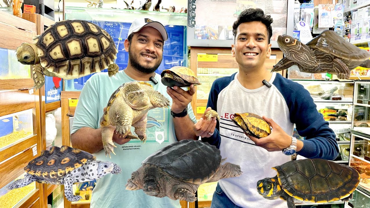 Turtles Educational Video | Red Eared Slider| Diamond Back | Yellow Spotted | Snapping | Sulcata 