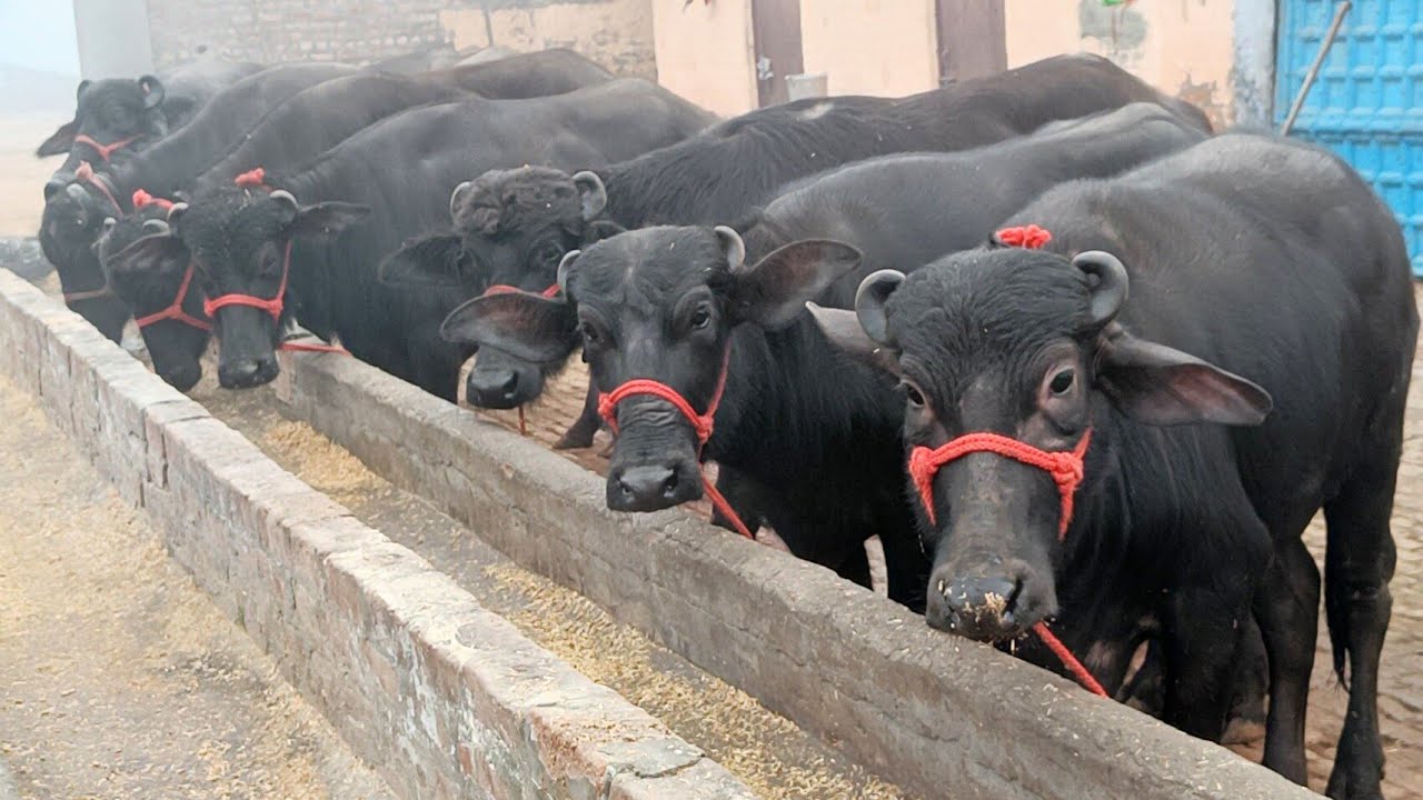 50 मुर्रा नस्ल की कटड़ियां जा रही महाराष्ट्र और पंजाब कीमत 25000 - 42000 राज डेयरी फार्म हरियाणा