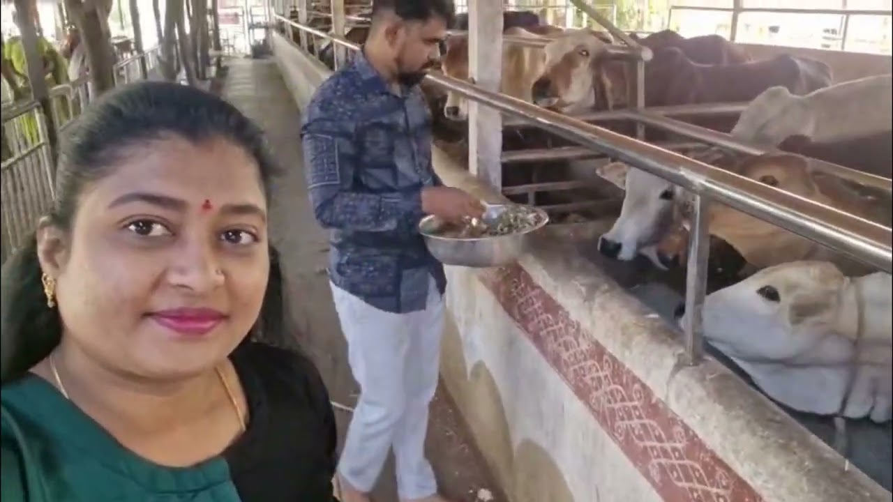 Today special gaumata Seva🙏🏻 and Tomato🍅pickle recipe day,#inspiration #gaumata #support #food #like