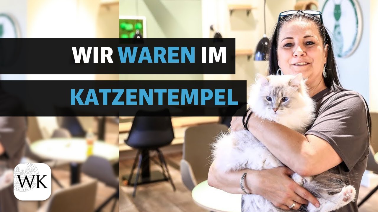 Bremer Katzentempel öffnet im September