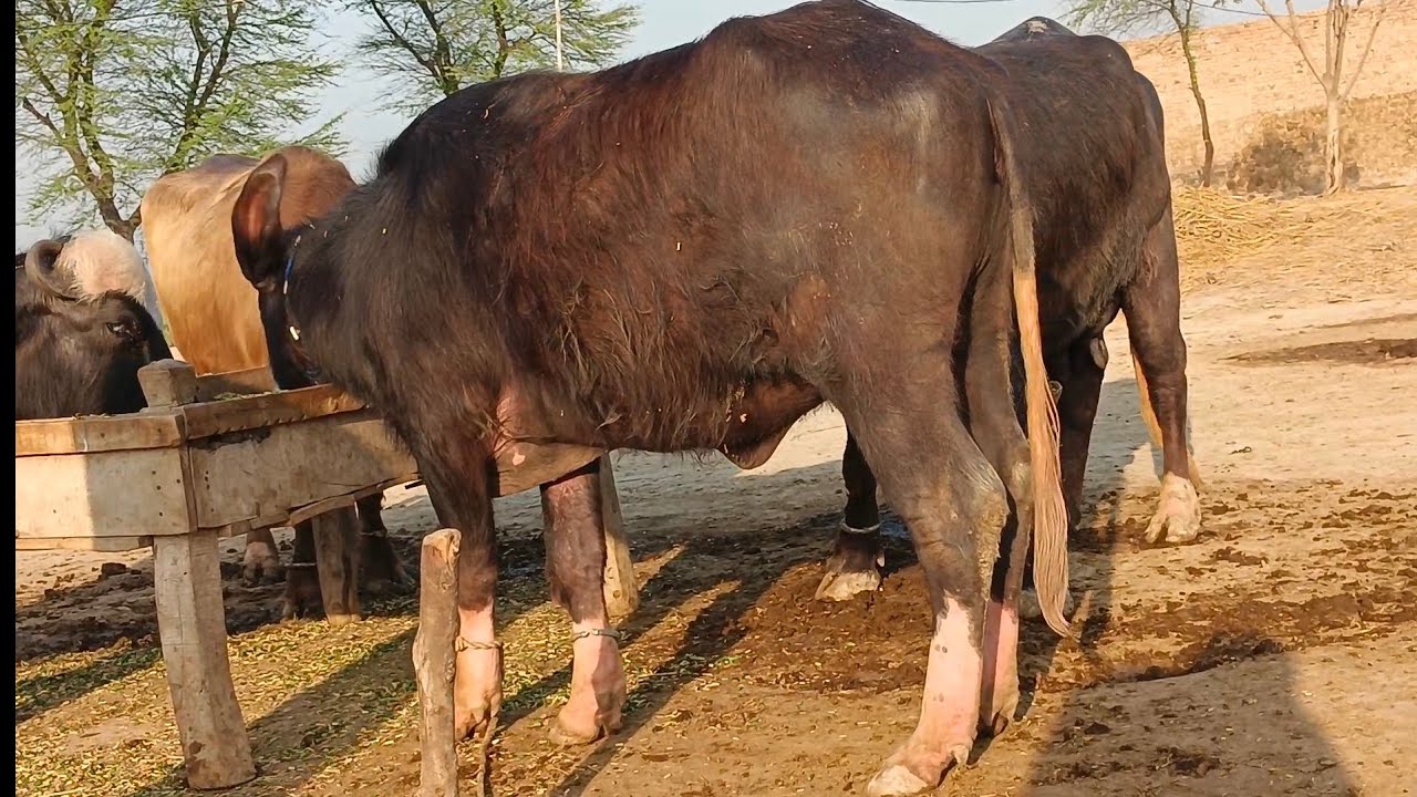 Watch pure Neeli buffalo for sale in Punjab Pakistan on YouTube ..5..3..2026....03249304774