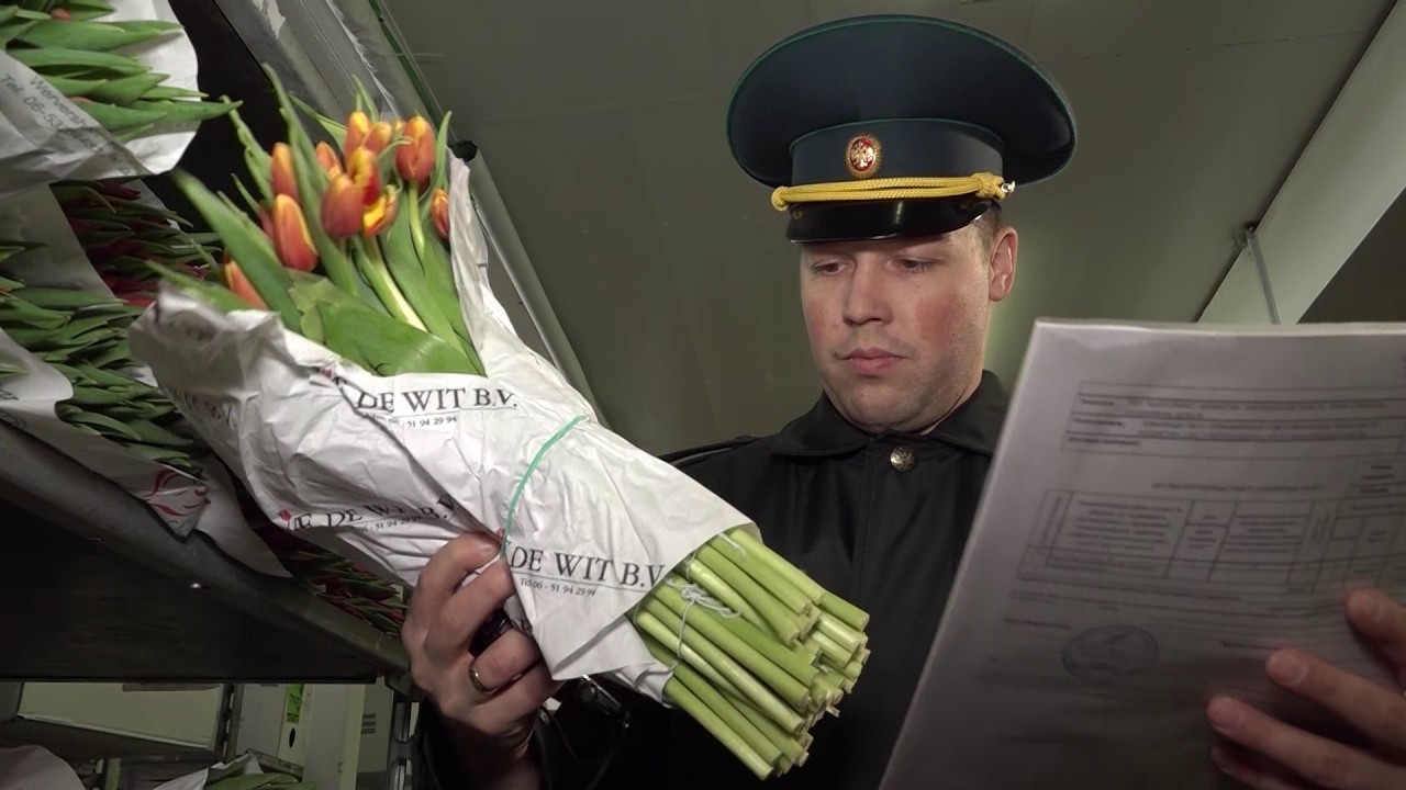 Красота с проверкой: как Россельхознадзор и таможня следят за качеством цветочных партий // 04.03.26