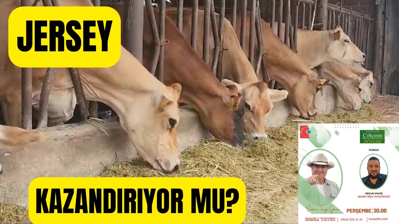 JERSEY İNEKLERİ PARA KAZANDIRIYORMU? (Jersey, Simental, Montofon, Holstain)