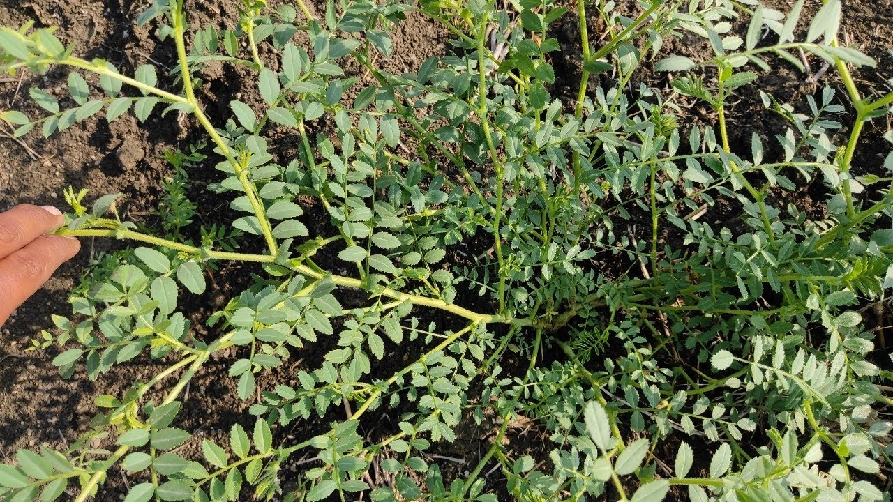 Doller BG 4035,kota 2,मात्र 12 किलोग्राम बीज दर प्रति बीघा, 