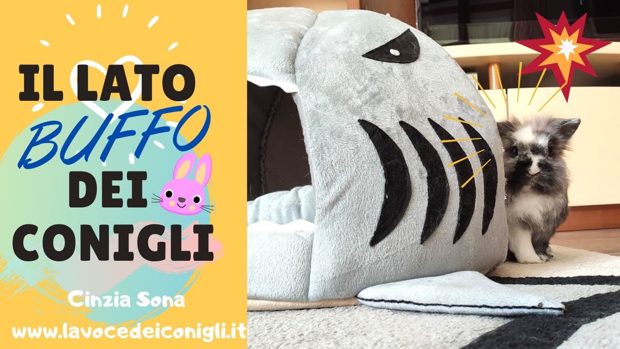 CONIGLI BUFFI #rabbits #funnyanimals #coniglio