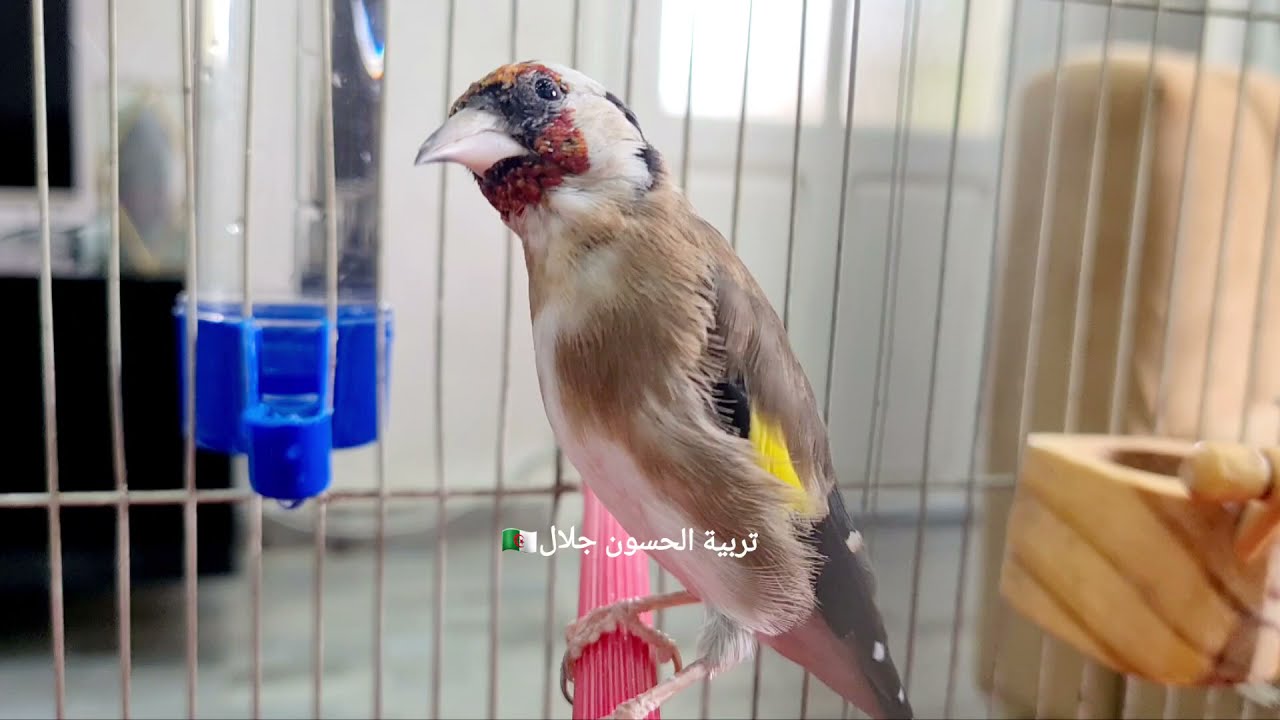 مرض سقوط ريش الحسون والكناري المتكرر أثناء غيار الريش أو في الحالات العادية