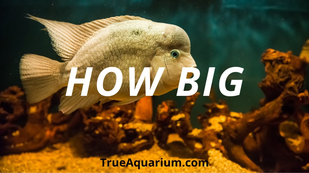 How Big do Flowerhorn Get?