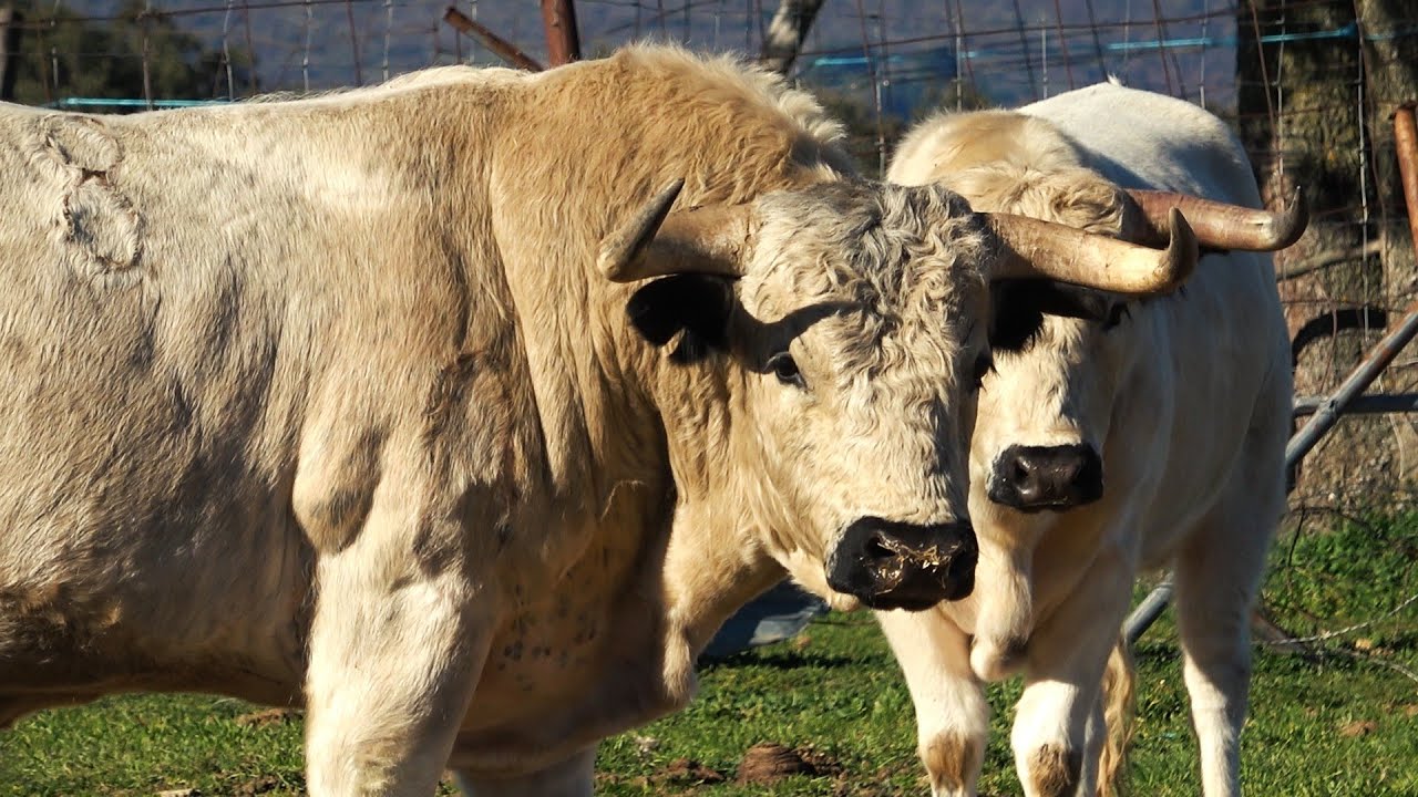 GANADERÍA MARÍA ANTONIA DE LA SERNA (BUITRAGO DE LOZOYA) 2024