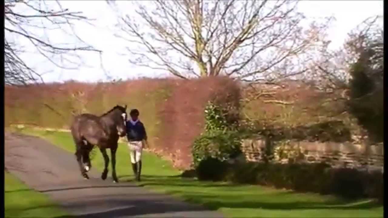 GCSE PE HORSE RIDING VIDEO- FULL MARKS // LUCY VARLEY