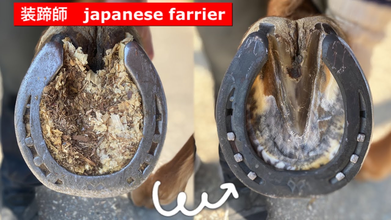 【馬の靴屋さん】装蹄　削蹄動画　〜japanese farrier〜 競馬　乗馬　装蹄師