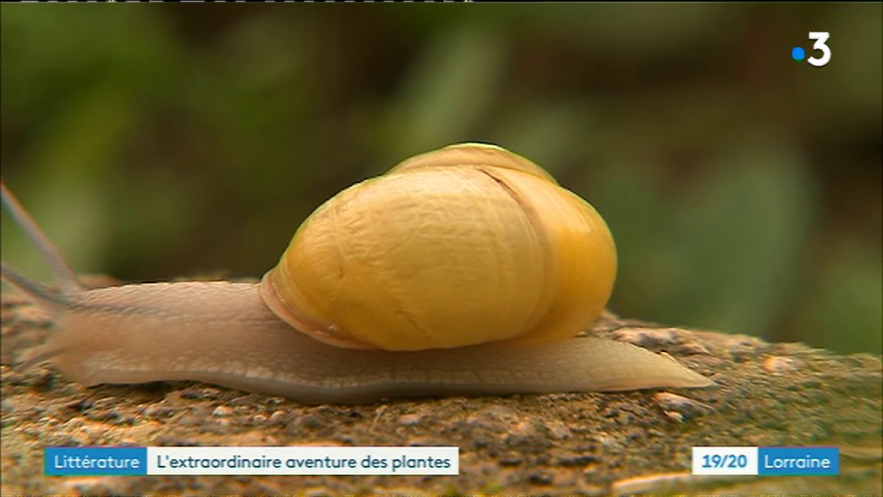 Dix incroyables histoires de plantes, ou l'histoire des plantes voyageuses...