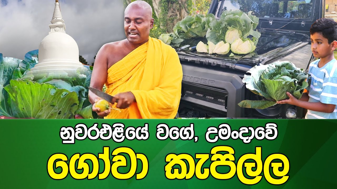 නුවරඑළියේ වගේ  උමංදාවේ  ගෝවා කැපිල්ල #umandawa  #siri_samanthabhadra_arahath_maha_thero